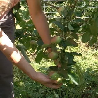 Gallra äppelträd Gallra äppelträd